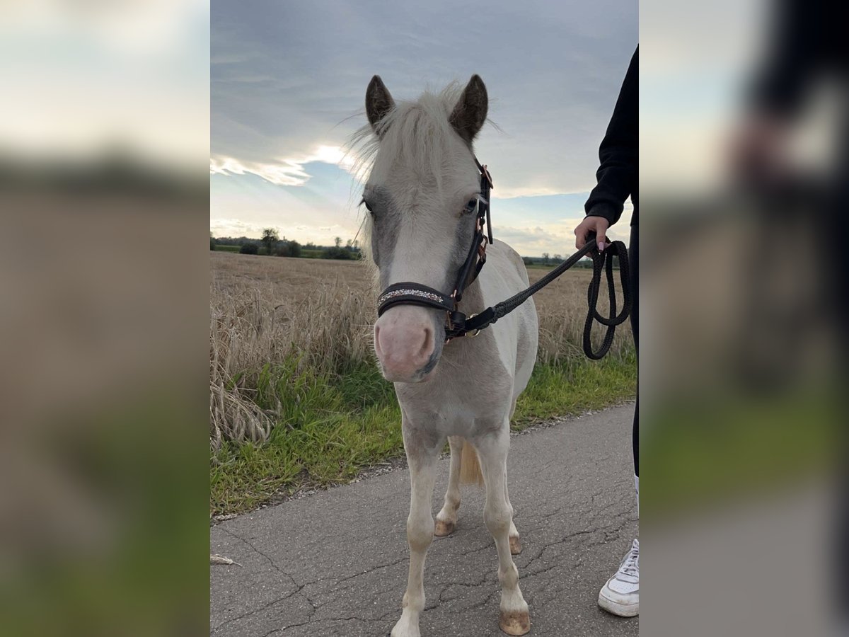 Shetland Ponys Mix Merrie 3 Jaar 90 cm Gevlekt-paard in Maselheim