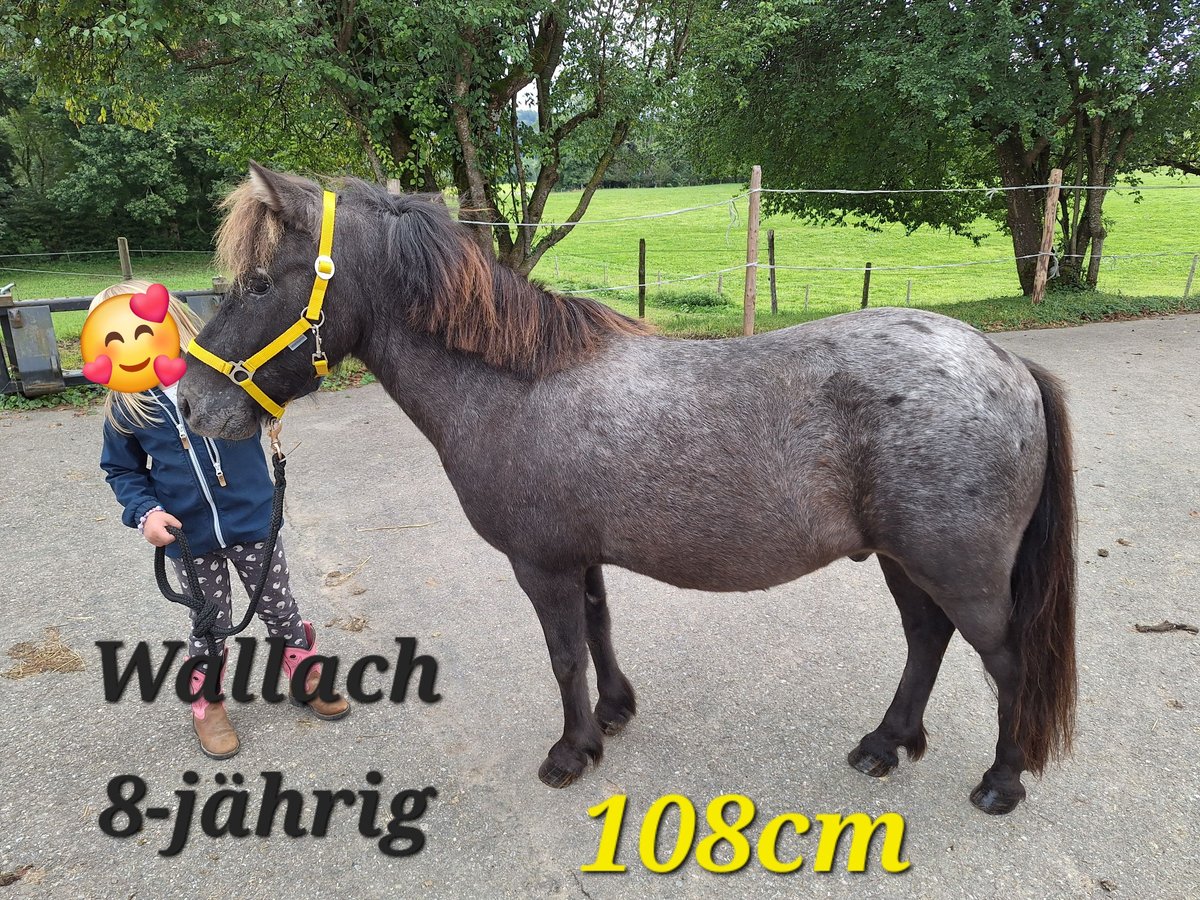 Shetland Ponys Merrie 4 Jaar 103 cm Zwart in Argenbühl