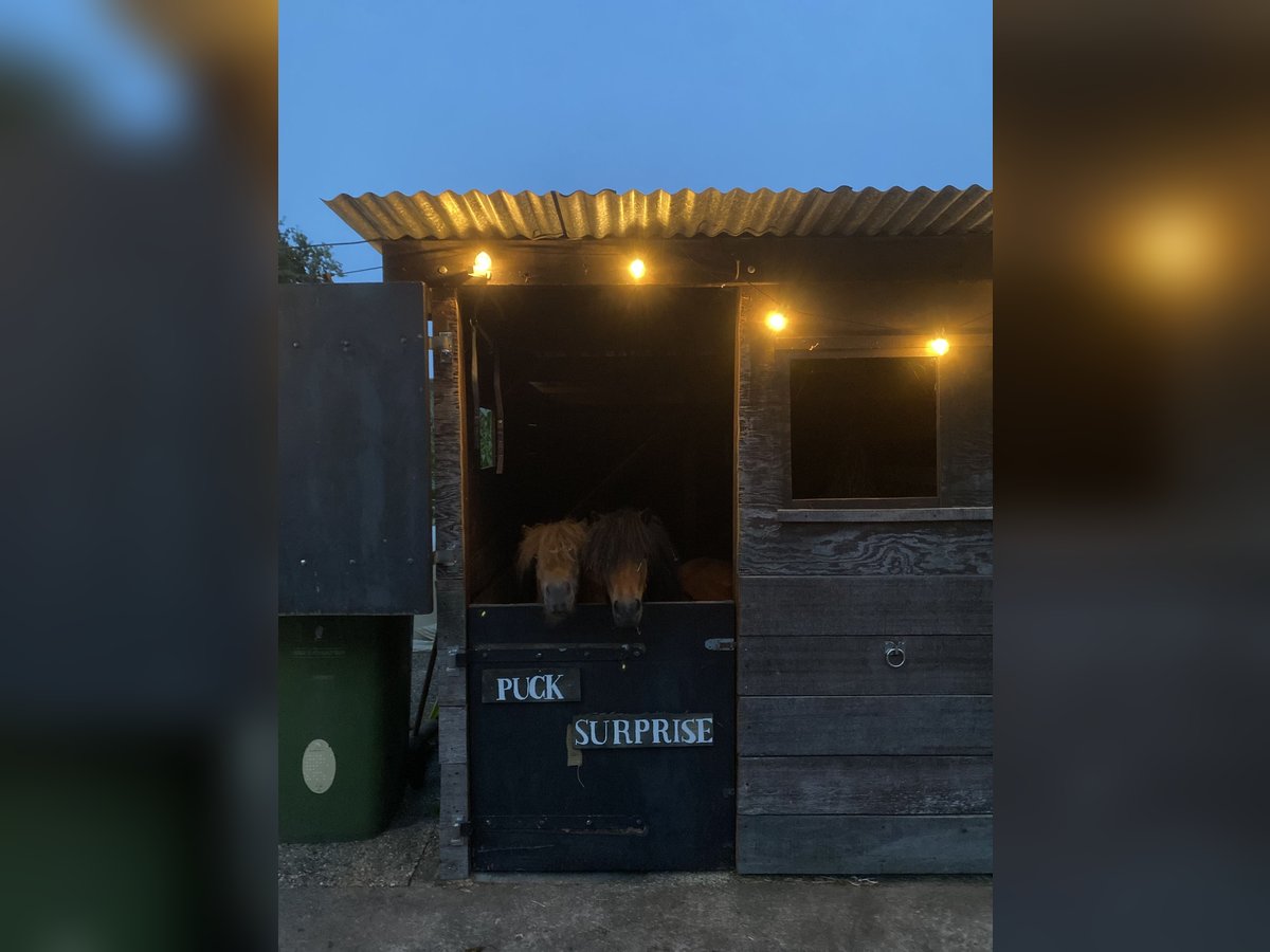 Shetland Ponys Merrie 4 Jaar 85 cm Zwartbruin in Barneveld