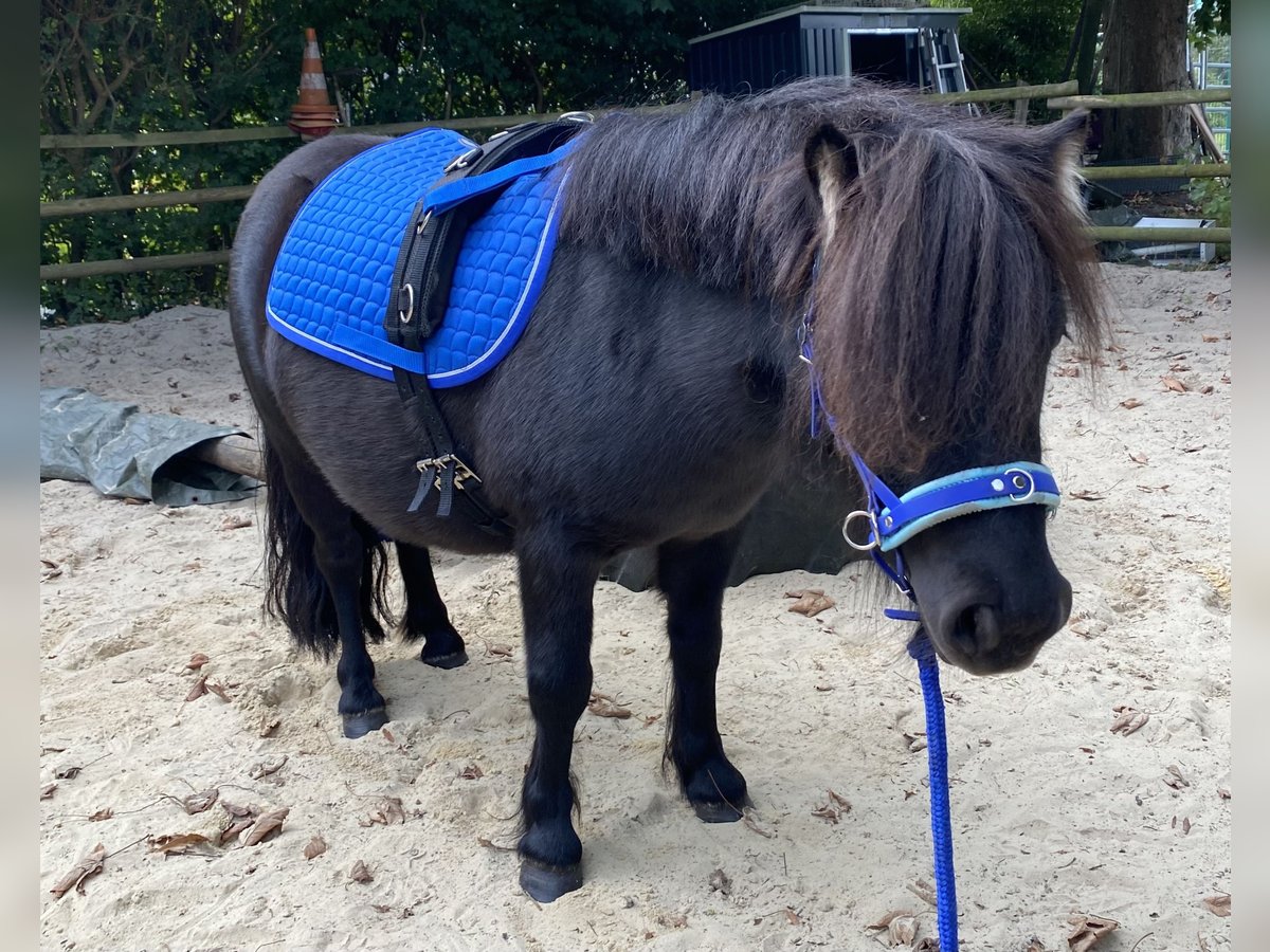 Shetland Ponys Merrie 4 Jaar 95 cm Donkerbruin in Bremen