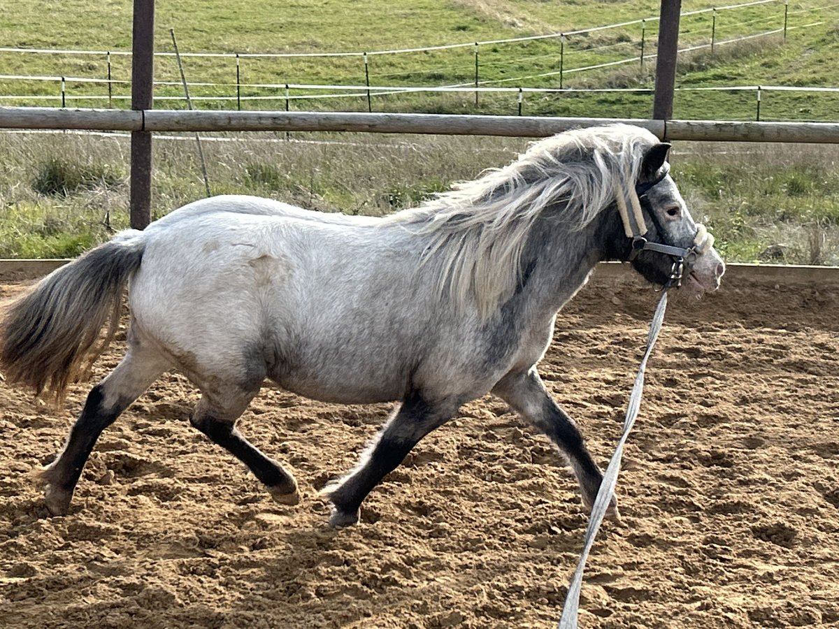 Shetland Ponys Merrie 5 Jaar 100 cm Appaloosa in Schieren