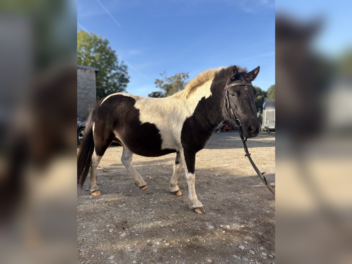 Shetland Ponys Merrie 5 Jaar 110 cm Gevlekt-paard in Kolkwitz