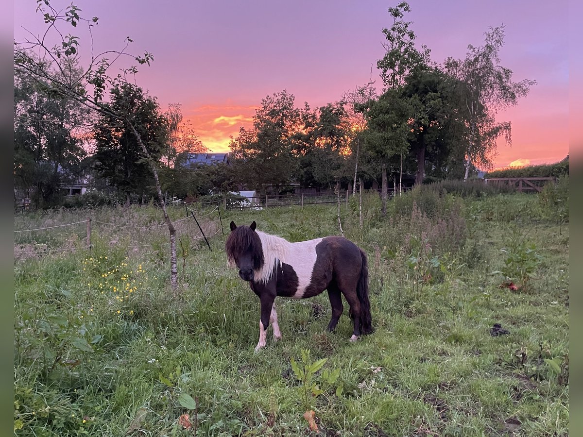 Shetland Ponys Merrie 6 Jaar 100 cm Gevlekt-paard in Hellenthal, Losheimer Graben