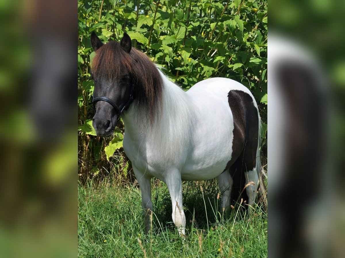 Shetland Ponys Merrie 6 Jaar 105 cm Gevlekt-paard in Eckersdorf