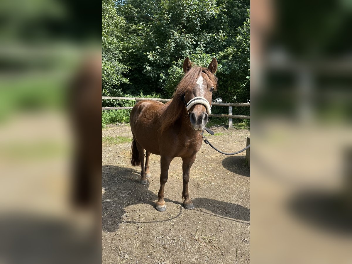 Shetland Ponys Mix Merrie 6 Jaar 119 cm Bruin in Hamburg
