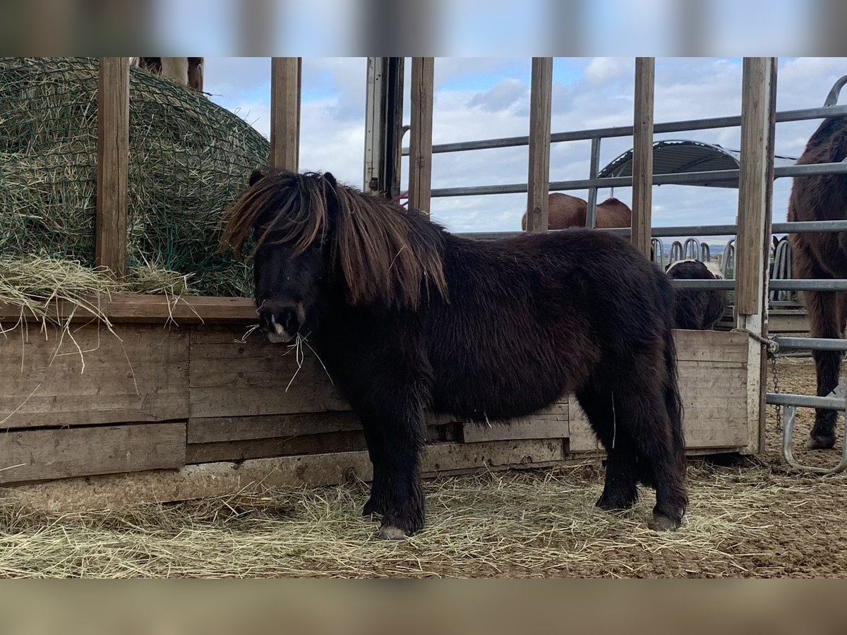 Shetland Ponys Merrie 6 Jaar 80 cm Zwart in Lohfelden