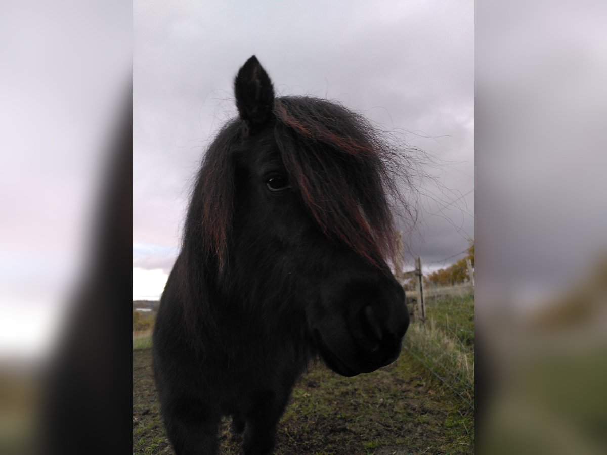 Shetland Ponys Merrie 6 Jaar Zwart in Carla-Bayle