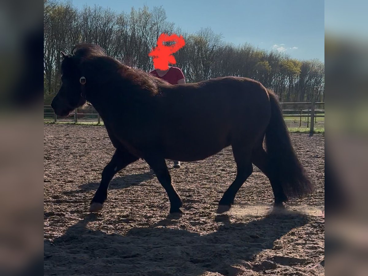 Shetland Ponys Merrie 7 Jaar 95 cm Zwartbruin in Tinglev