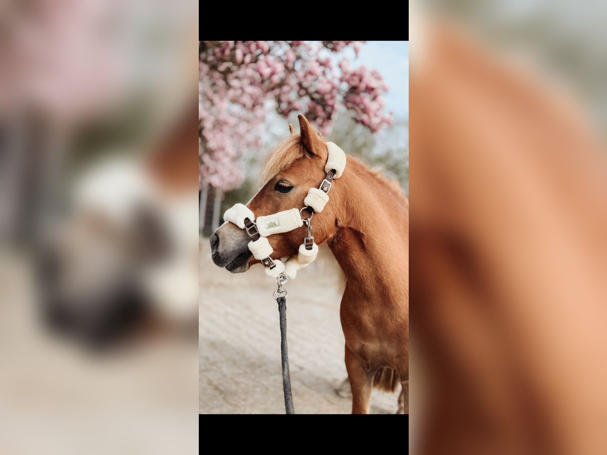 Shetland Ponys Merrie 8 Jaar 111 cm Palomino in Essen Shetland Ponys Merrie 8 Jaar 111 cm Palomino in Essen