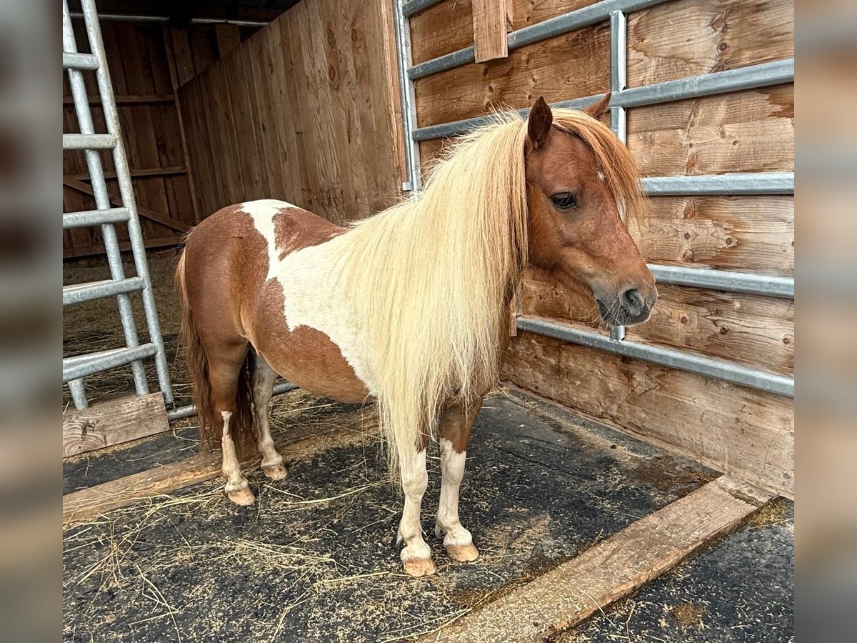 Shetland Ponys Merrie 8 Jaar 93 cm Gevlekt-paard in Daleiden