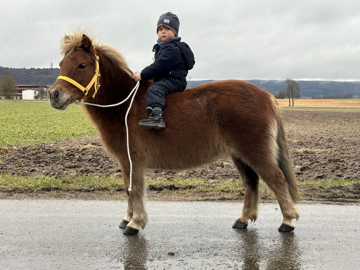 Shetland Ponys Merrie 9 Jaar 108 cm Vos in Riedlingen