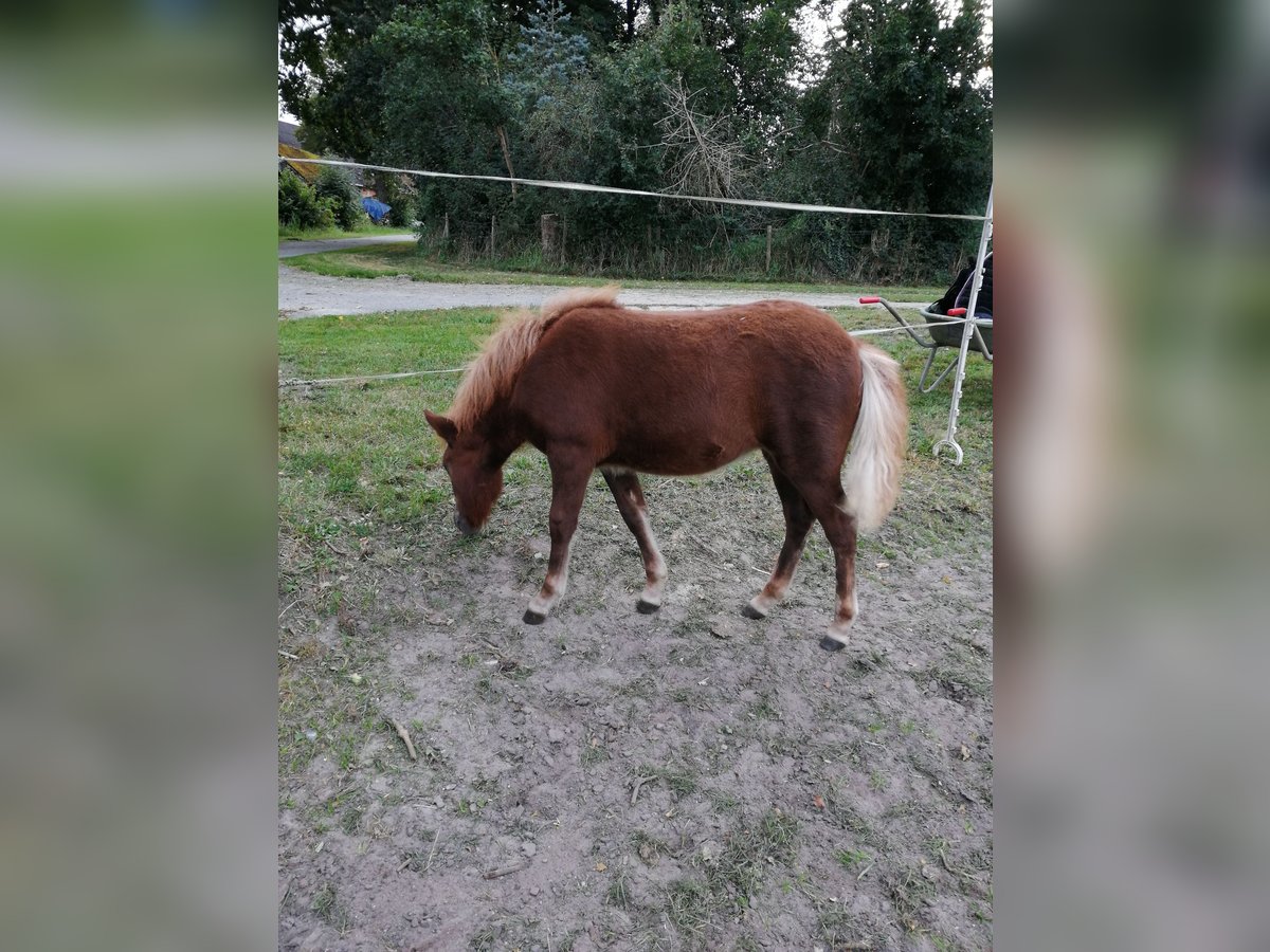 Shetland Ponys Merrie veulen (04/2024) 100 cm Donkere-vos in Lemgow