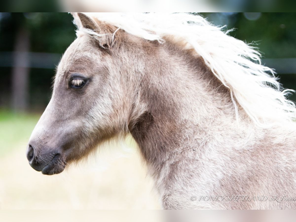 Shetland Ponys Merrie veulen (04/2024) 100 cm Vos in Courtonne-la-Meurdrac