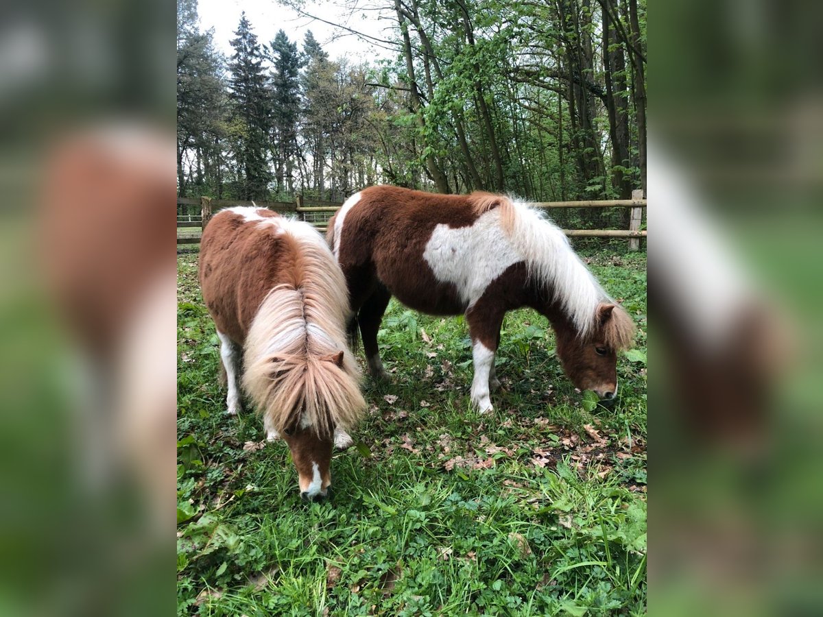 Shetland Ponys Merrie veulen (01/2024) in Trittau