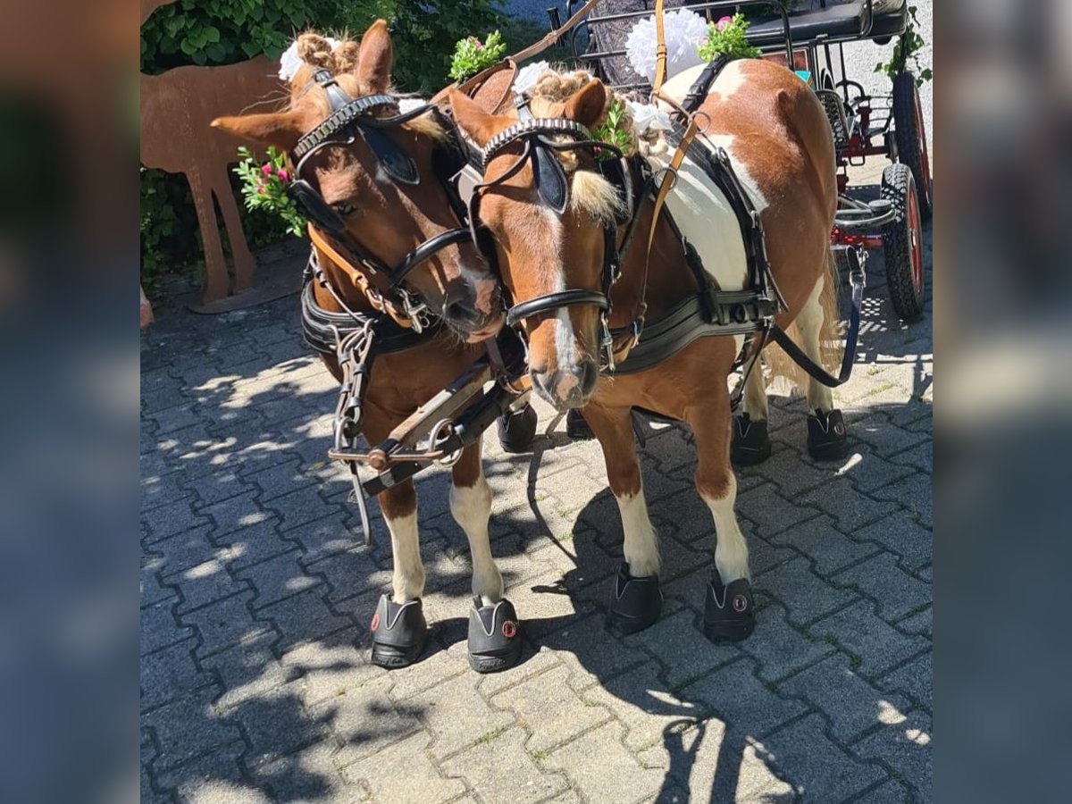 Shetland Ponys Ruin 11 Jaar 105 cm Gevlekt-paard in Frankenhardt