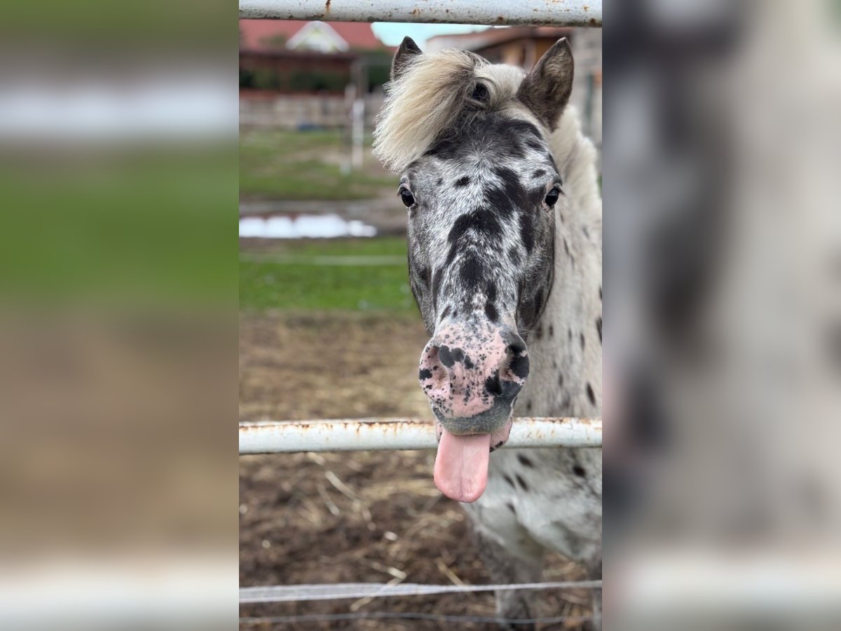 Shetland Ponys Ruin 13 Jaar 110 cm Appaloosa in Garby