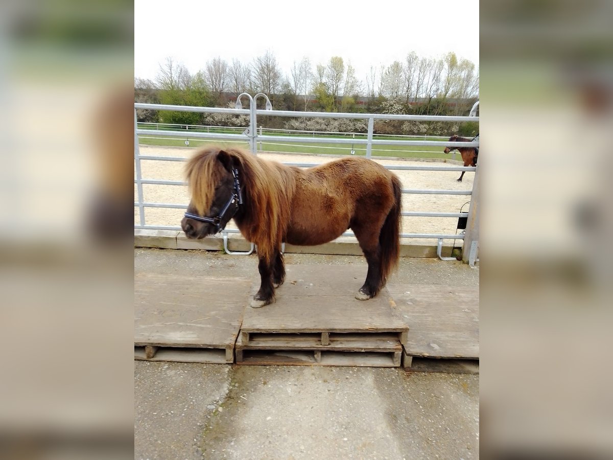 Shetland Ponys Ruin 16 Jaar 100 cm Zwart in Schärding