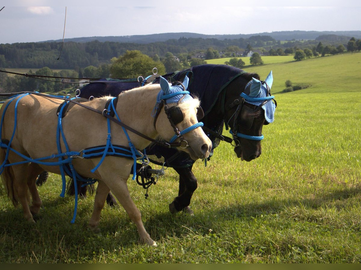 Shetland Ponys Ruin 18 Jaar 106 cm Zwart in Waldbr&#xF6;l