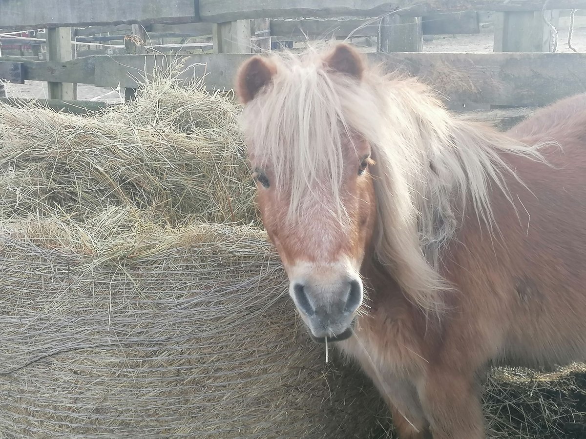 Shetland Ponys Ruin 21 Jaar 94 cm in Kremmen