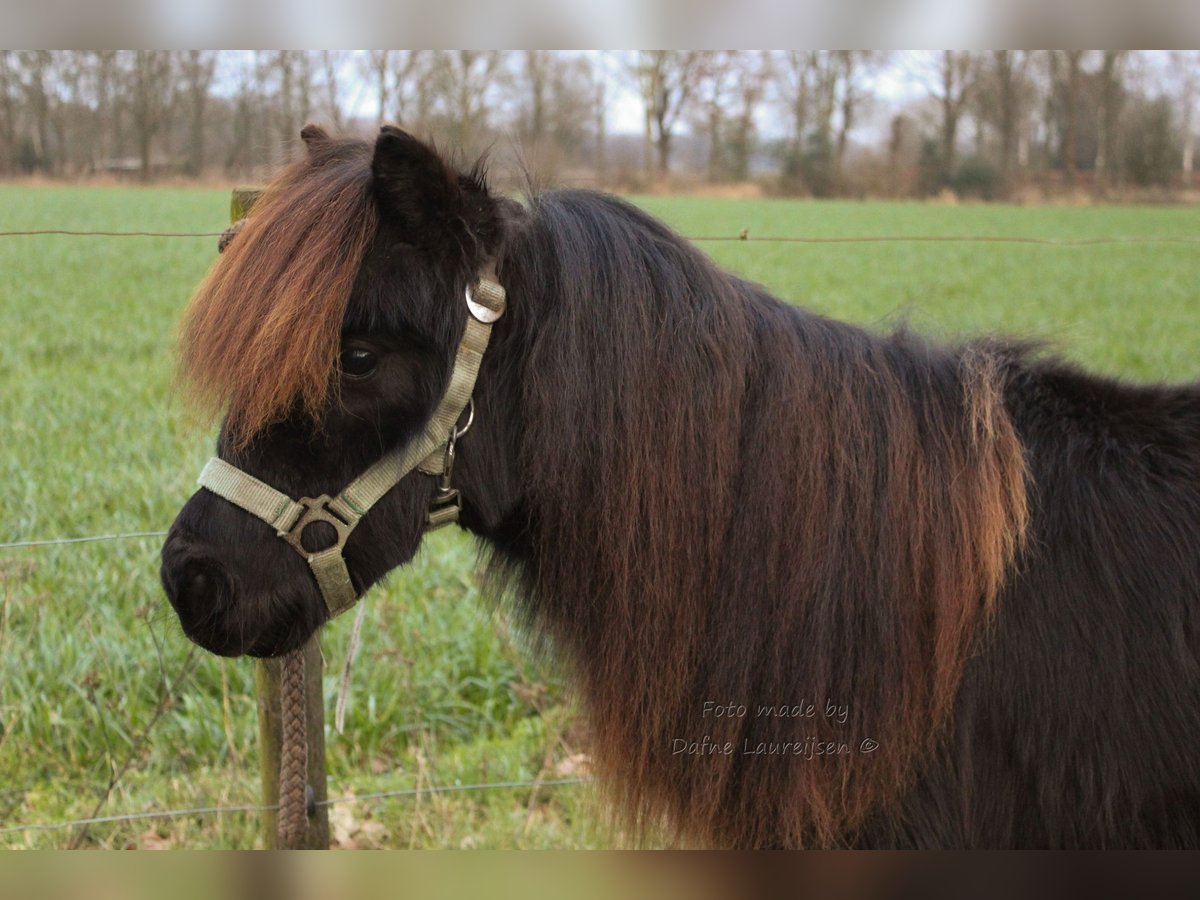 Shetland Ponys Ruin 2 Jaar Zwart in Boxtel