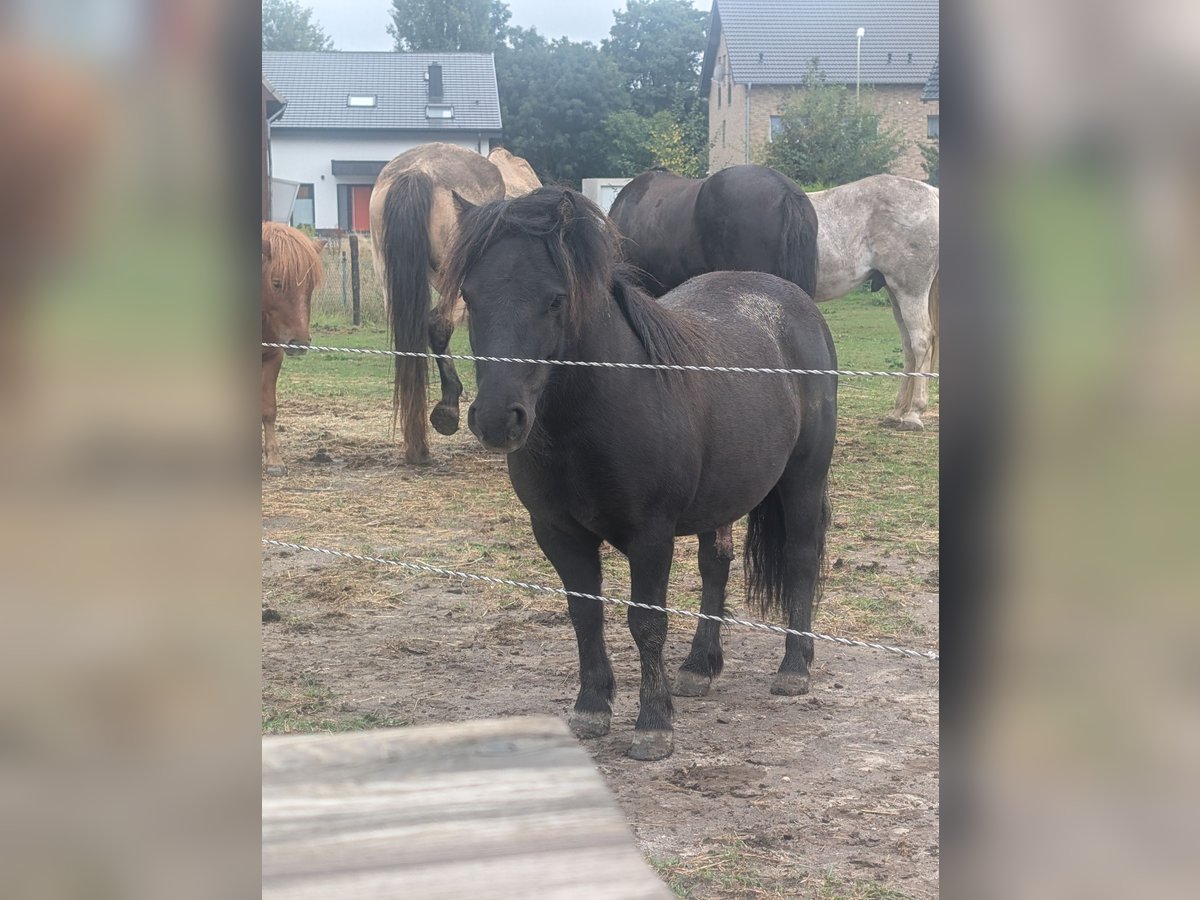 Shetland Ponys Ruin 4 Jaar 106 cm Zwart in H&#xFC;ckelhoven