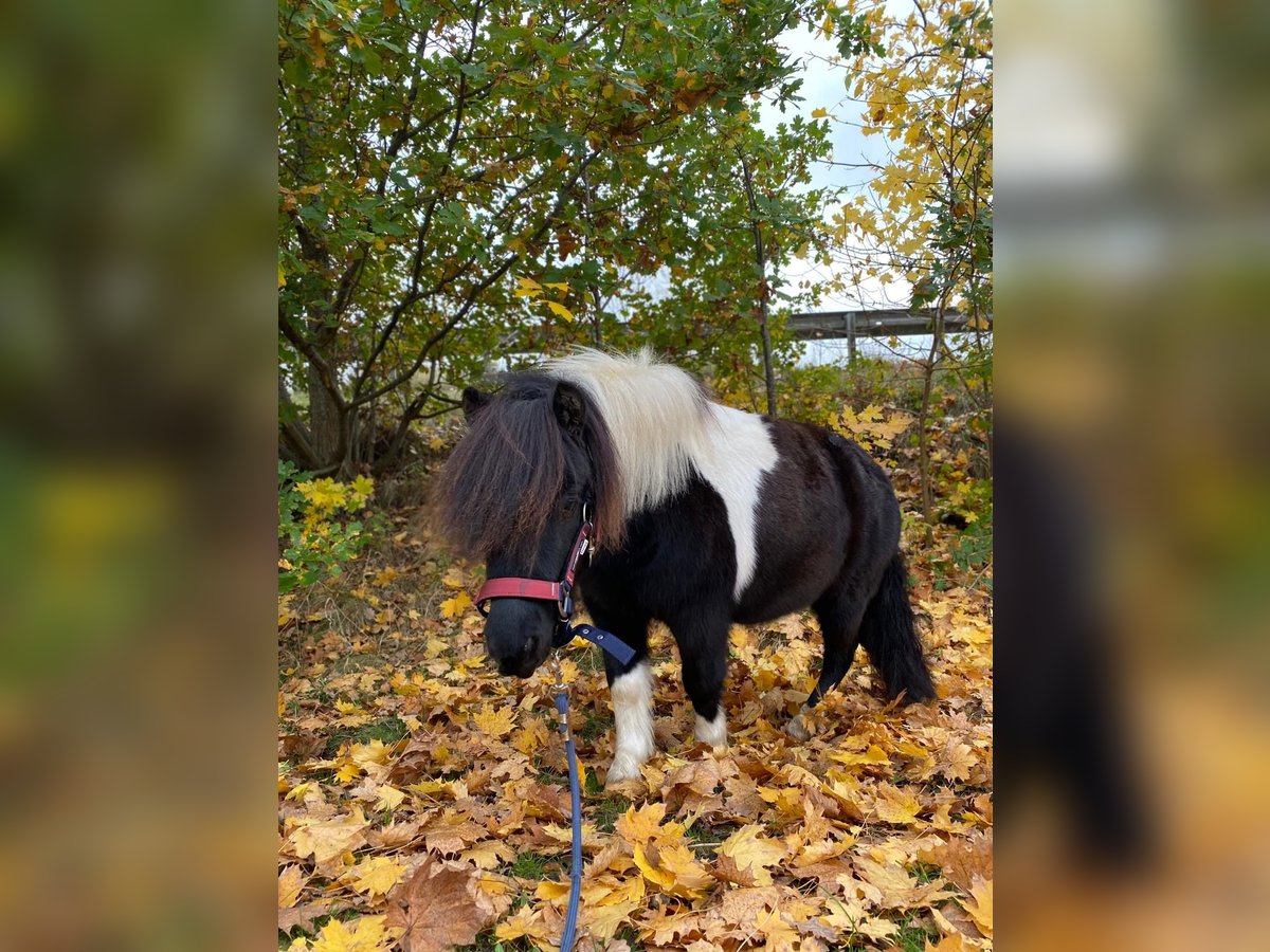 Shetland Ponys Ruin 4 Jaar 98 cm in Jever