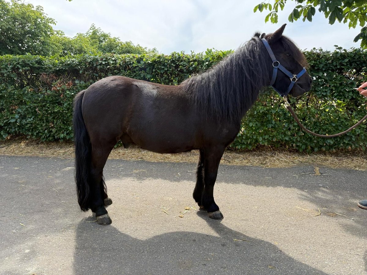 Shetland Ponys Ruin 5 Jaar 109 cm Zwart in GROTE-BROGEL
