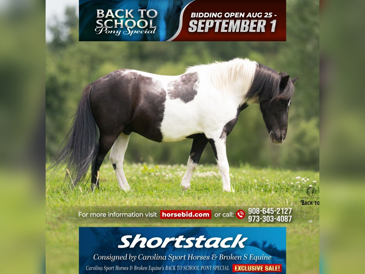 Shetland Ponys Ruin 5 Jaar 97 cm Gevlekt-paard in Clover