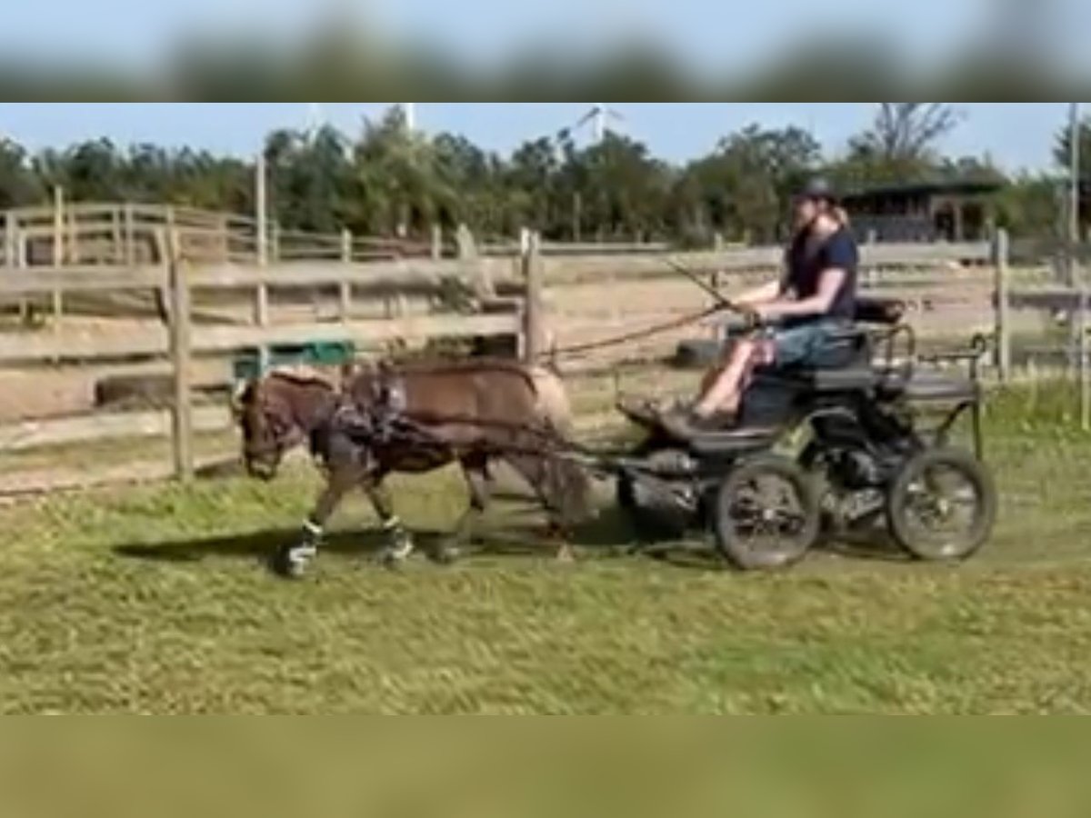 Shetland Ponys Ruin 5 Jaar Buckskin in Schuby