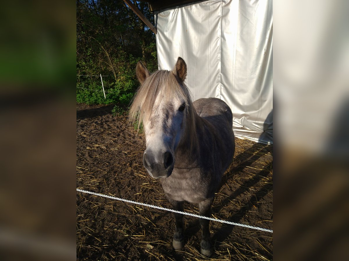 Shetland Ponys Mix Ruin 6 Jaar 105 cm Rood schimmel in Glücksburg