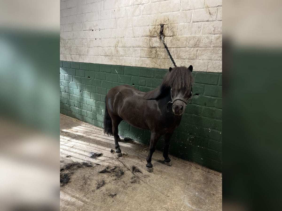 Shetland Ponys Ruin 7 Jaar 100 cm Zwart in Werlte