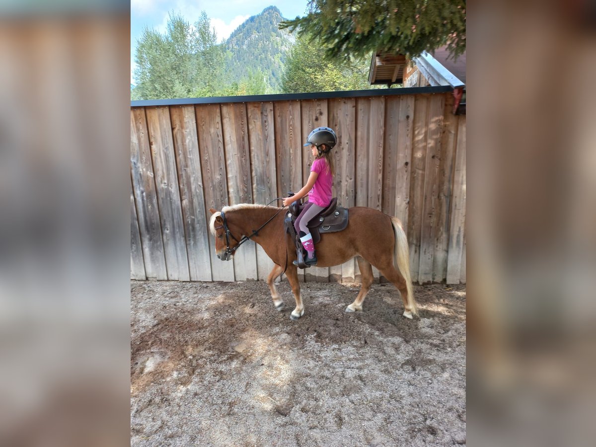 Shetland Ponys Stute 10 Jahre 107 cm Fuchs in Erpfendorf