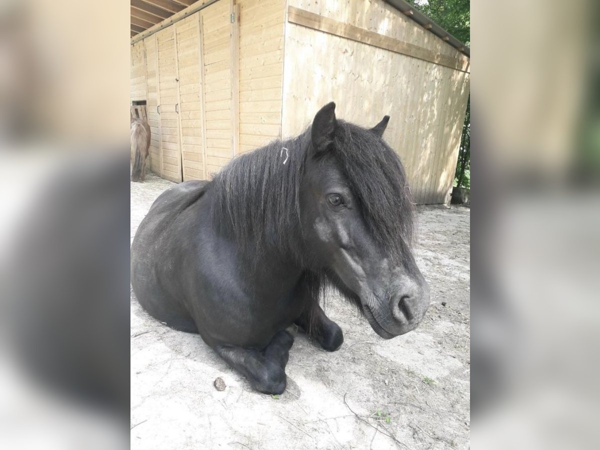 Shetland Ponys Stute 10 Jahre 110 cm Rappe in F&#xFC;rstenzell