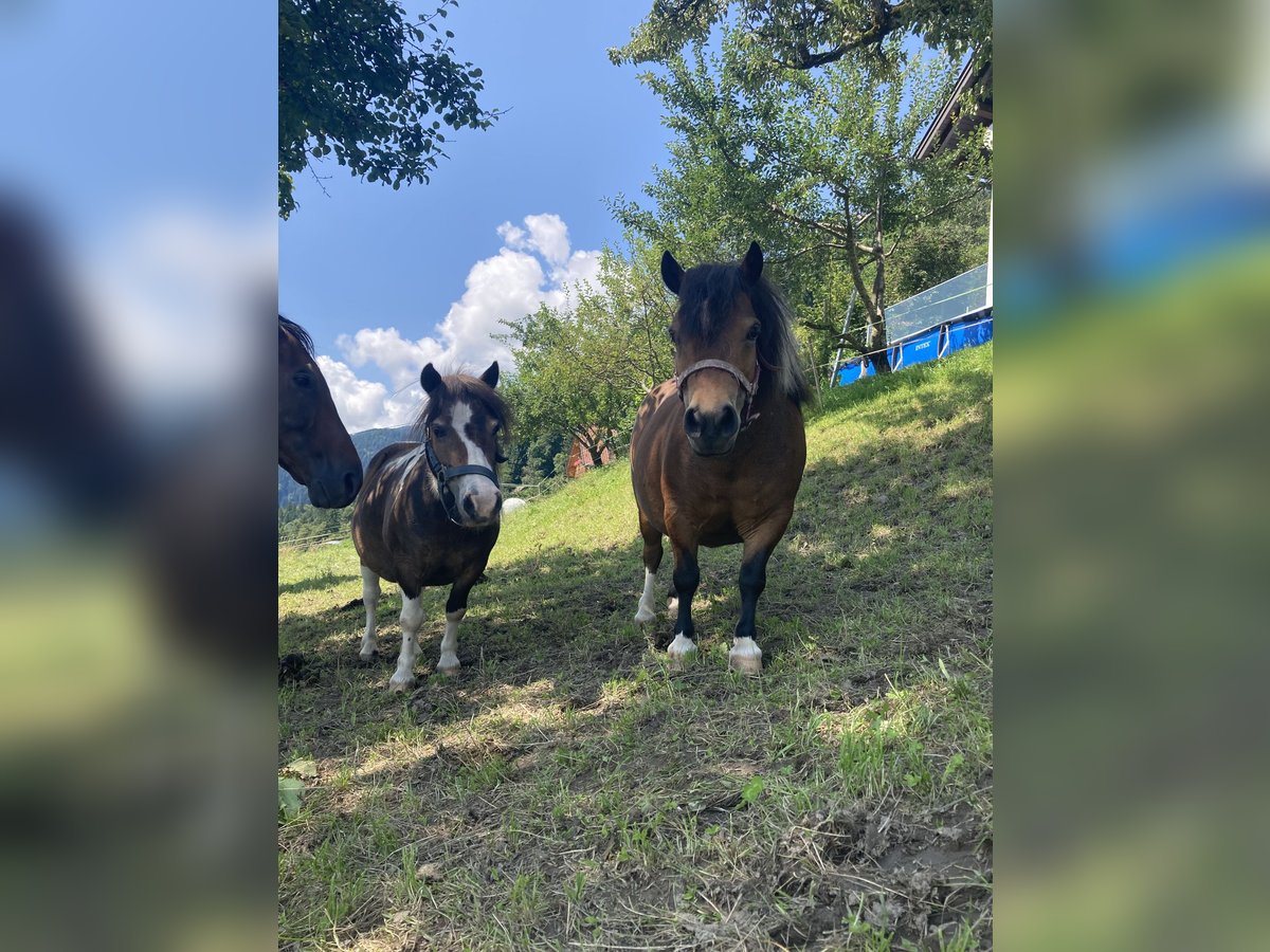 Shetland Ponys Stute 10 Jahre 84 cm in Hermagor