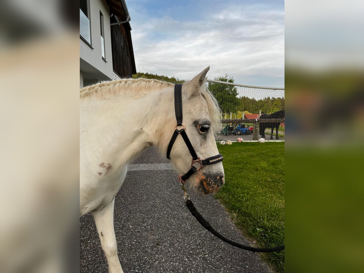 Shetland Ponys Stute 10 Jahre 98 cm Schimmel in Lasberg