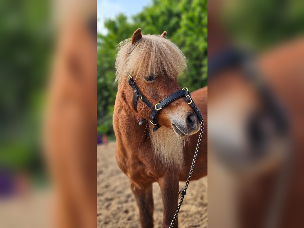 Shetland Ponys Stute 11 Jahre 100 cm Fuchs in Schwarmstedt