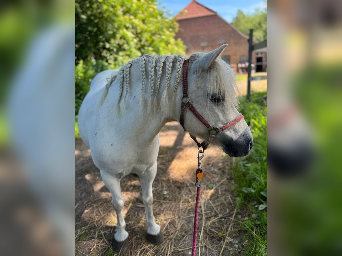 Shetland Ponys Stute 11 Jahre 105 cm Schimmel in Aurich
