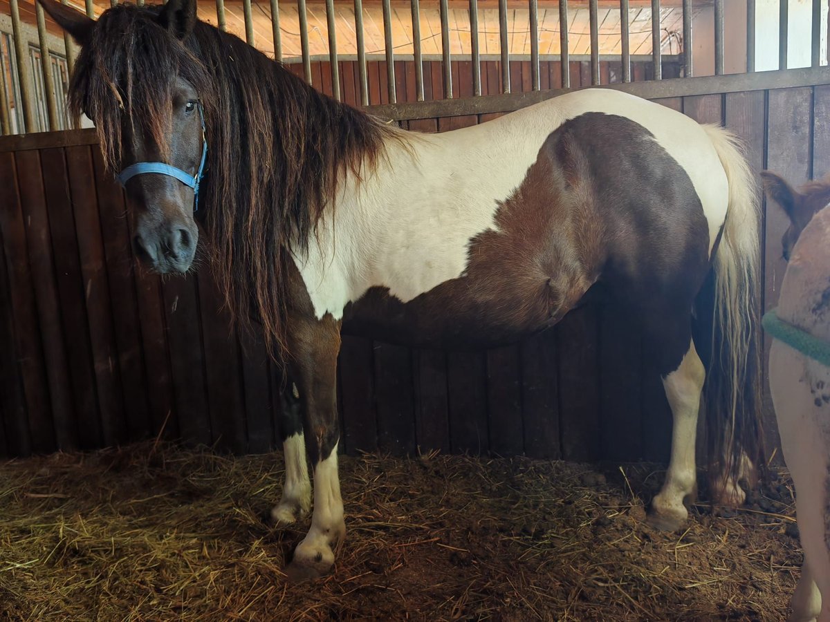 Shetland Ponys Stute 11 Jahre 120 cm Schecke in Lutzmannsburg