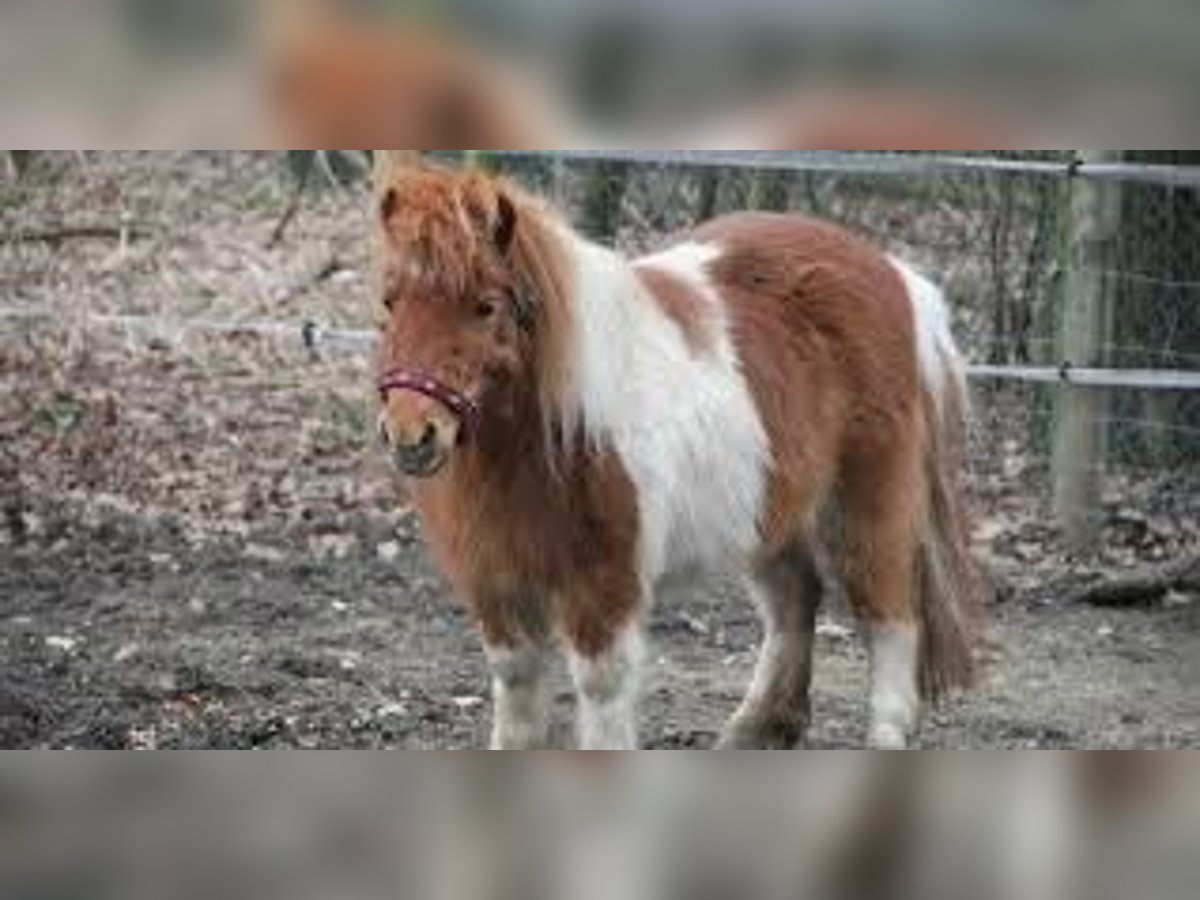 Shetland Ponys Stute 11 Jahre 120 cm Schecke in Stuttgart