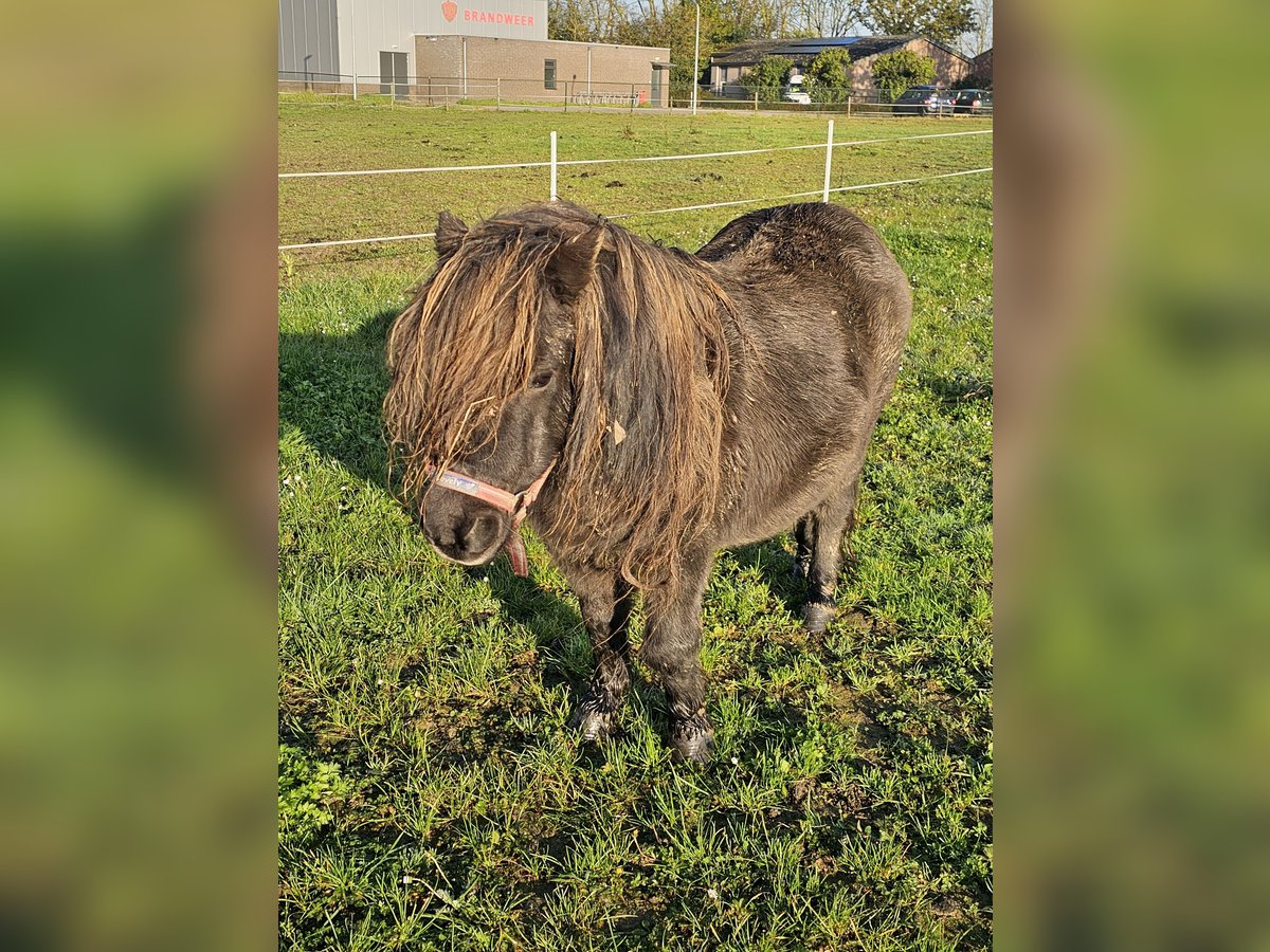 Shetland Ponys Stute 11 Jahre 83 cm Rappe in Dreumel