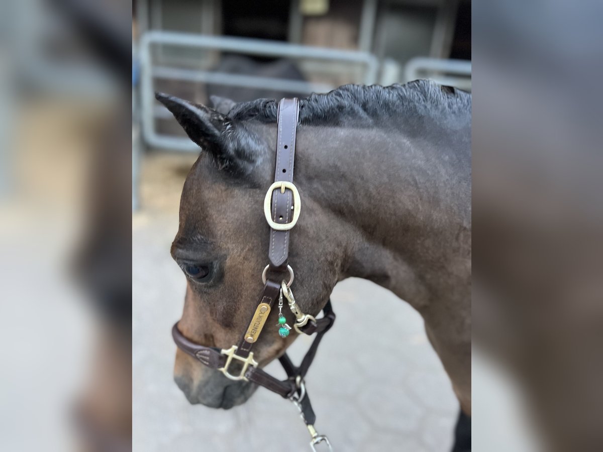 Shetland Ponys Stute 11 Jahre 88 cm Brauner in Reinbek