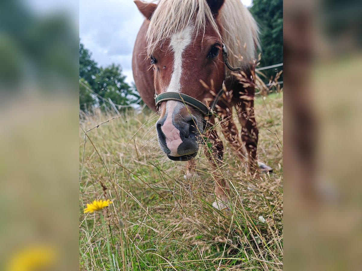 Shetland Ponys Stute 11 Jahre 95 cm Fuchs in Erlau