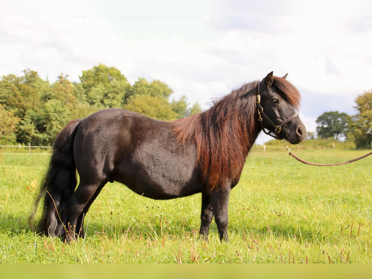 Shetland Ponys Stute 12 Jahre 100 cm Rappe in Gl&#xFC;cksburg