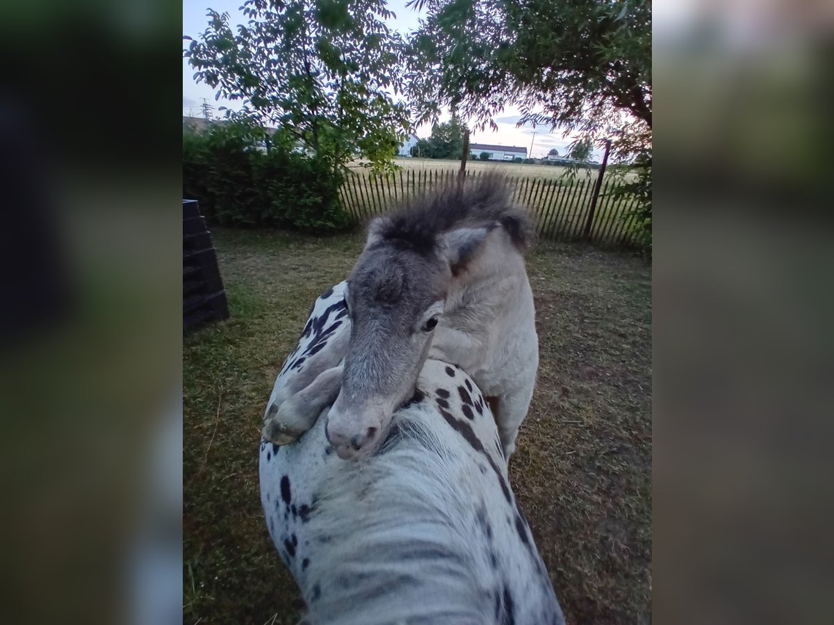 Shetland Ponys Stute 12 Jahre 102 cm Tigerschecke in Kandel