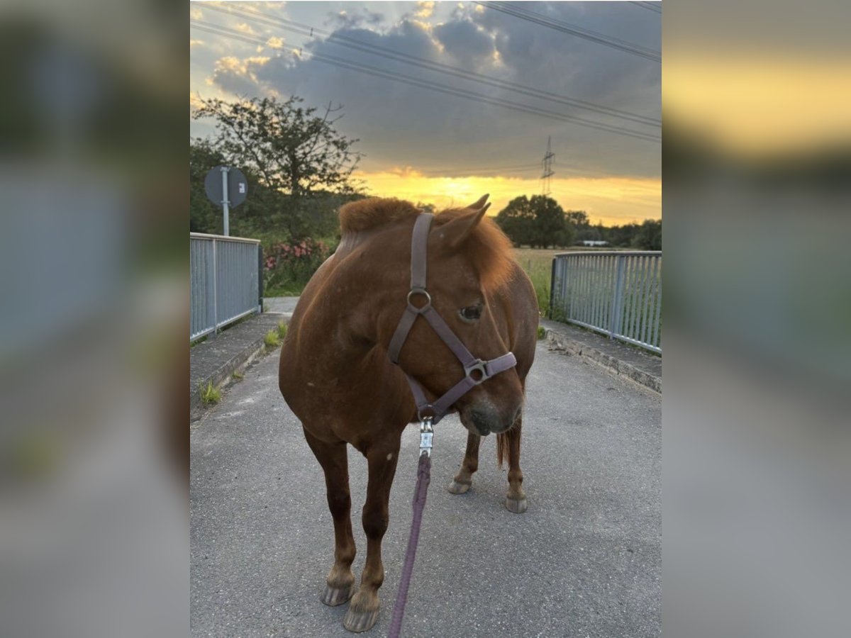 Shetland Ponys Mix Stute 13 Jahre 112 cm Fuchs in Sinzheim