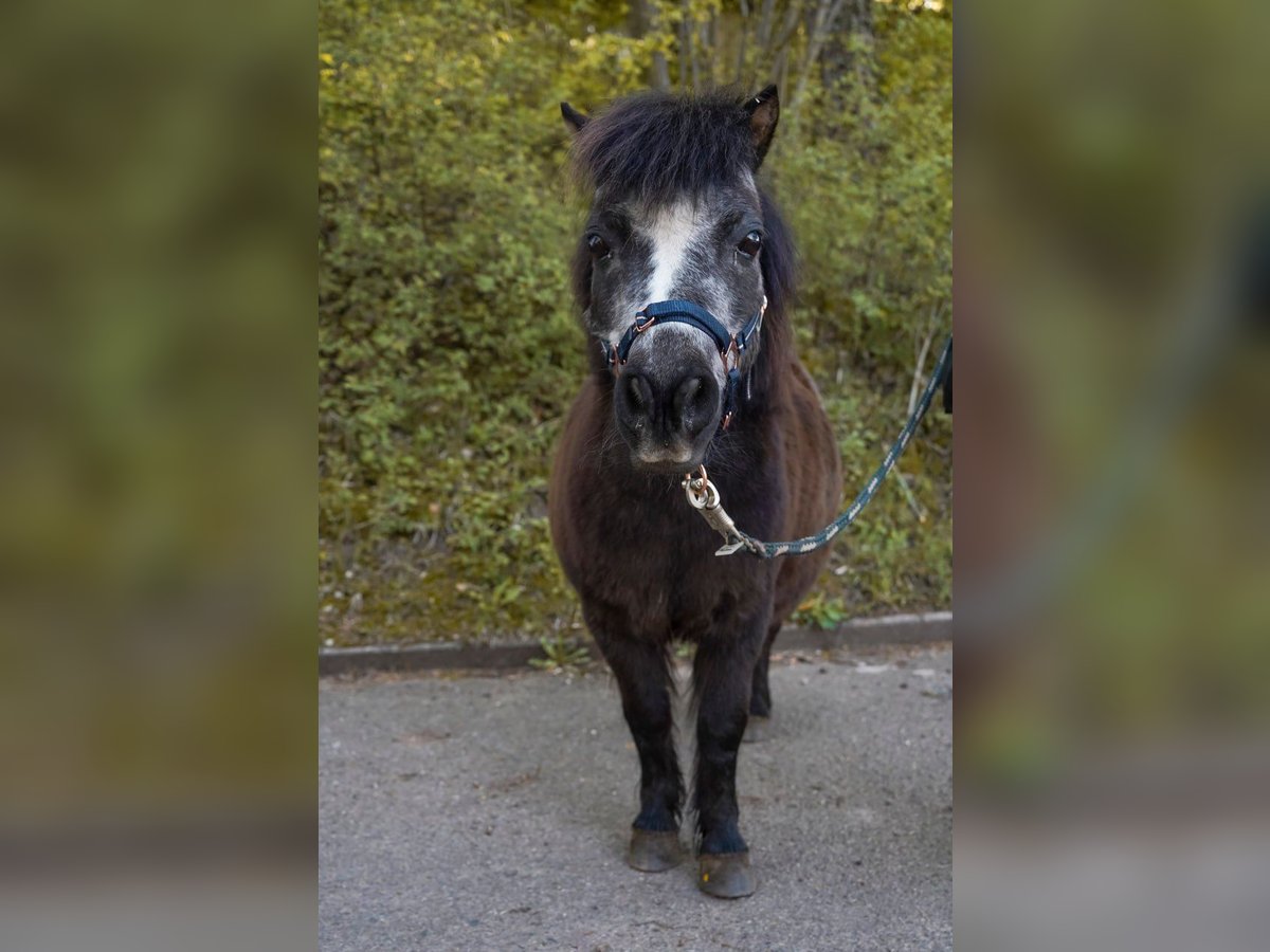 Shetland Ponys Stute 13 Jahre 85 cm Rappe in Lorch- Waldhausen