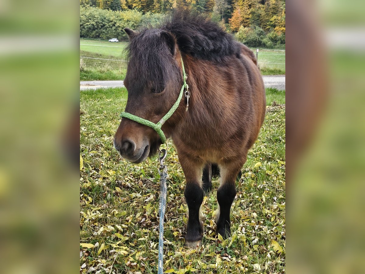 Shetland Ponys Stute 13 Jahre 89 cm Brauner in Kettig