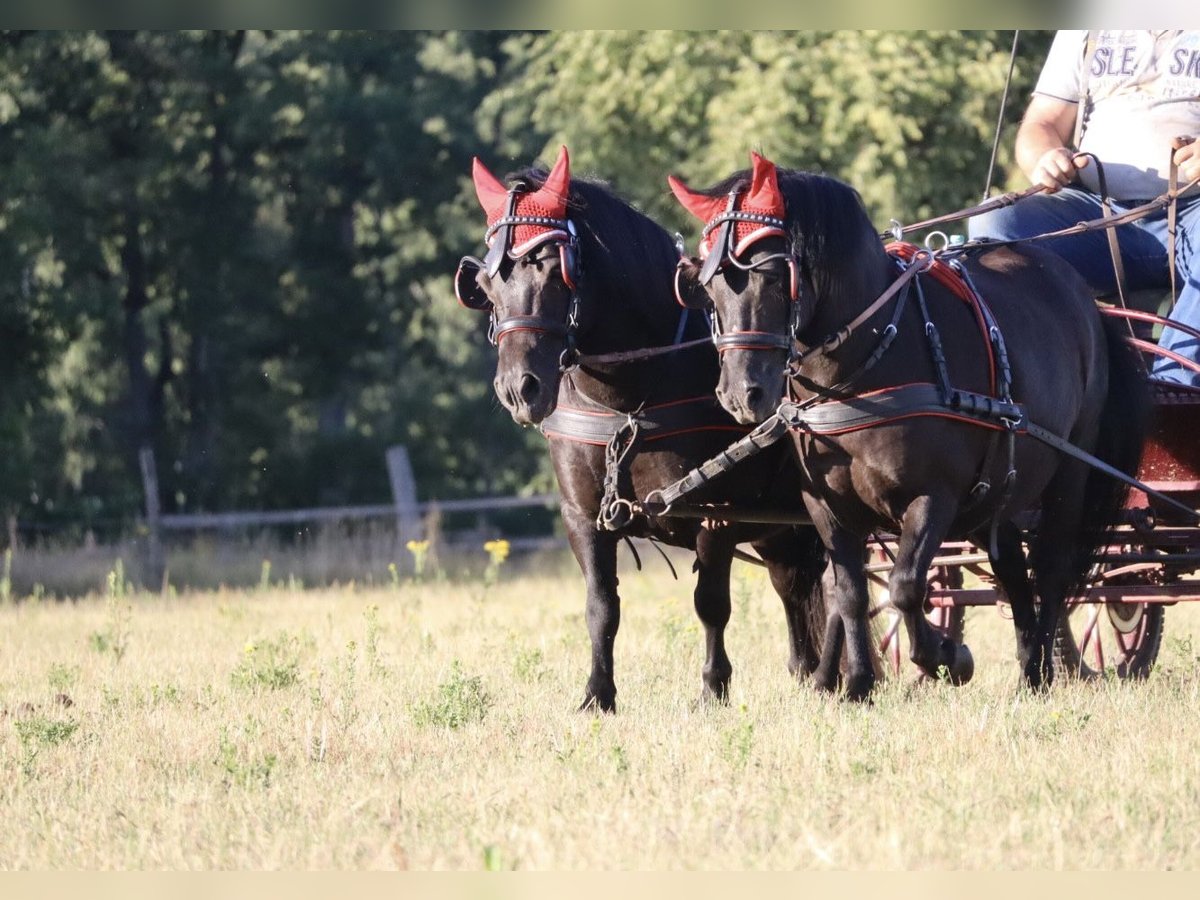 Shetland Ponys Stute 13 Jahre 98 cm Rappe in Gardelegen