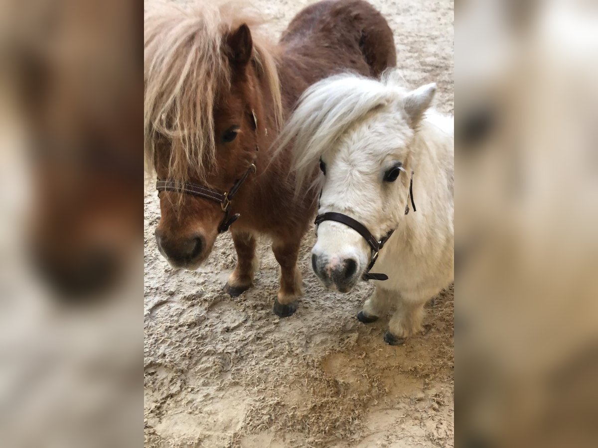 Shetland Ponys Stute 13 Jahre in Eppelheim