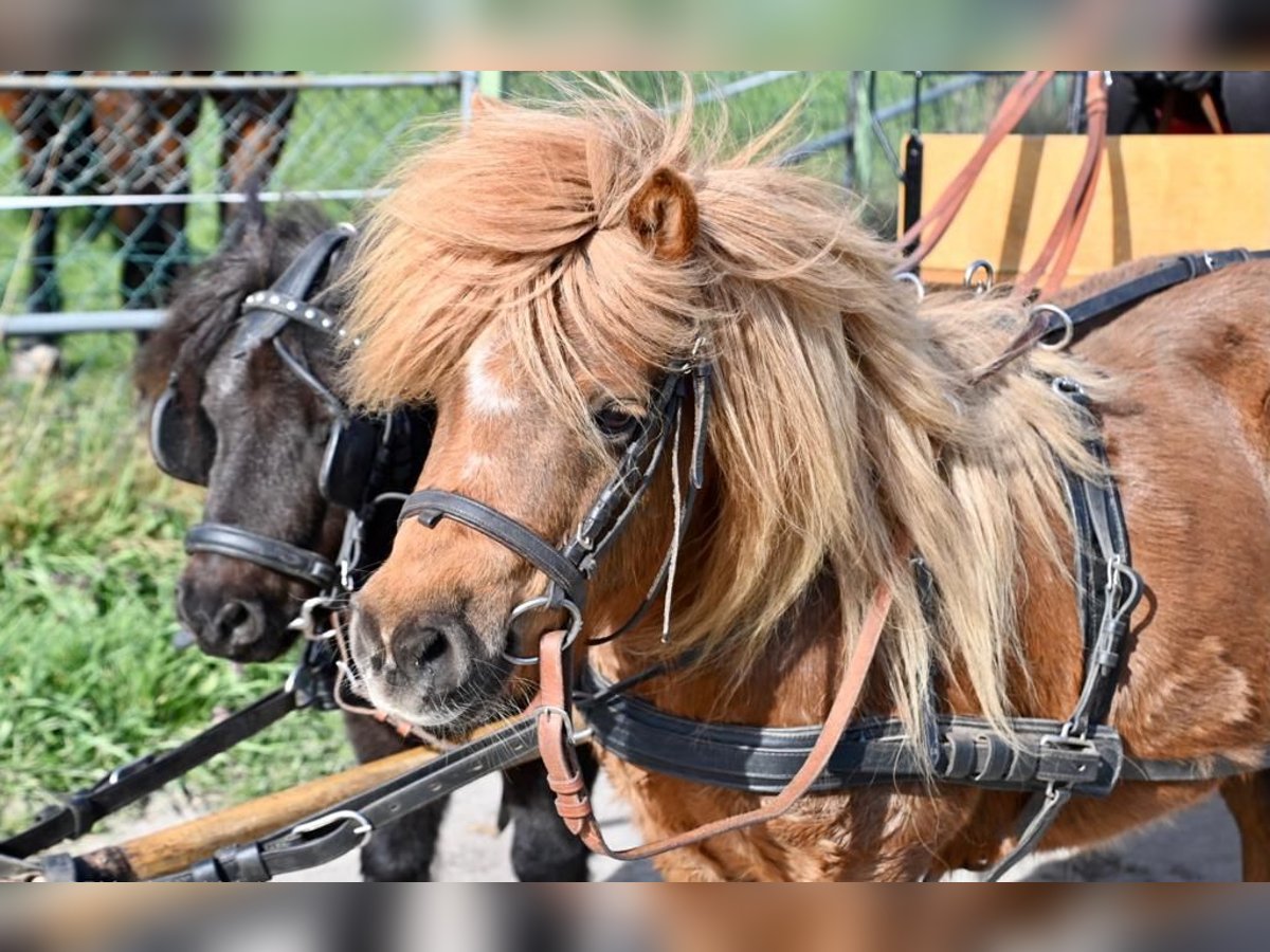 Shetland Ponys Stute 14 Jahre 100 cm Fuchs in Philippsburg